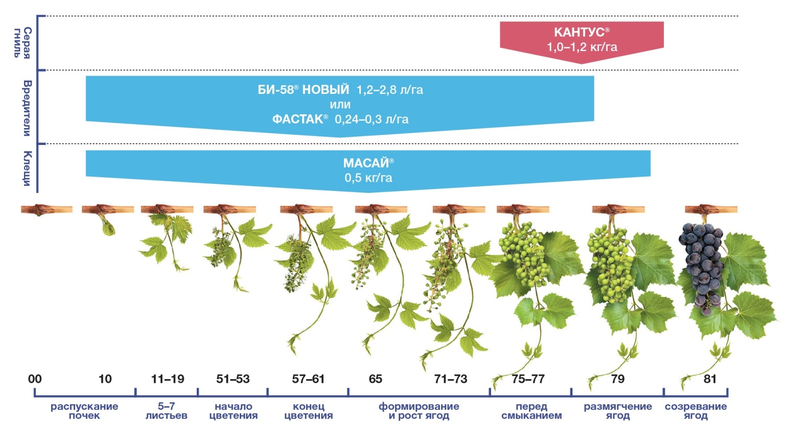 Схема защиты винограда