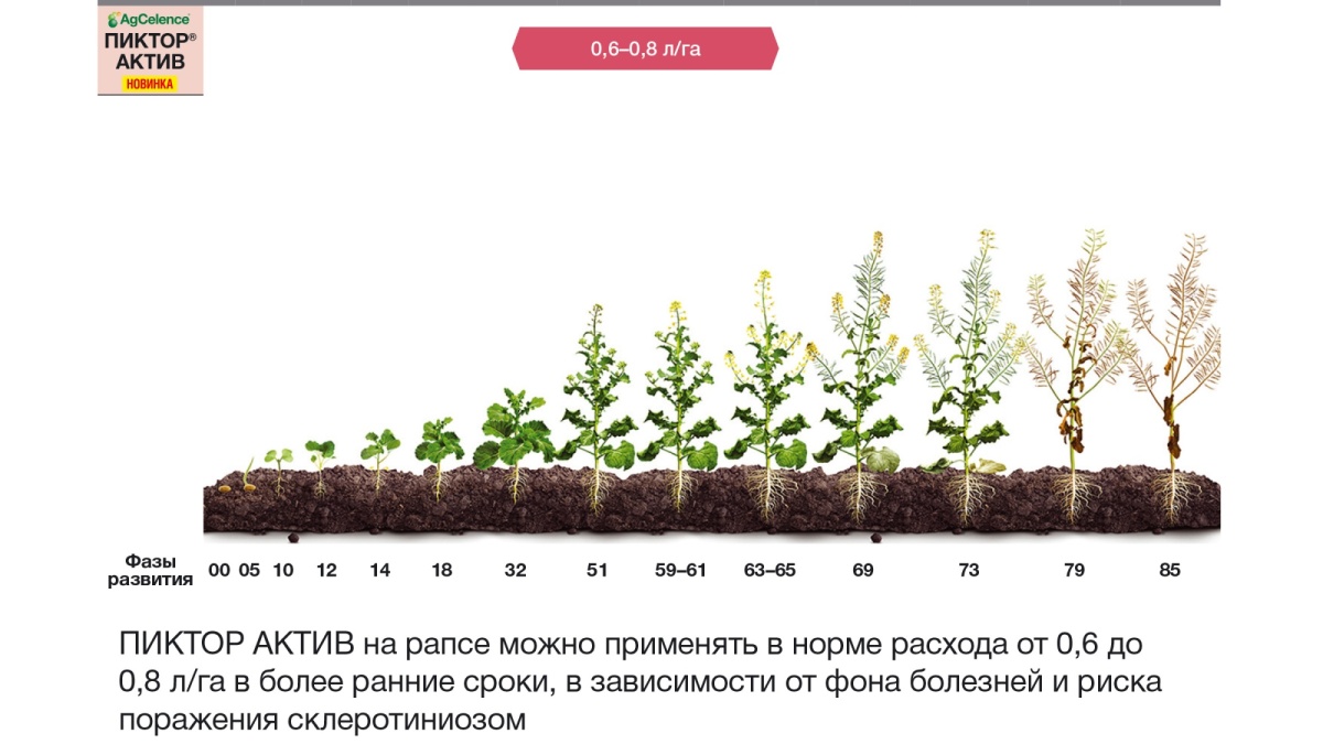 fungicide_pictor_active