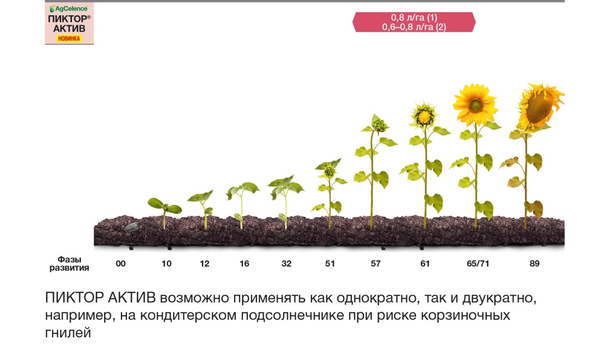 Подсолнух развитие. Фазы роста подсолнечника. Этапы роста подсолнуха. Этапы развития подсолнечника. Стадии роста подсолнуха.