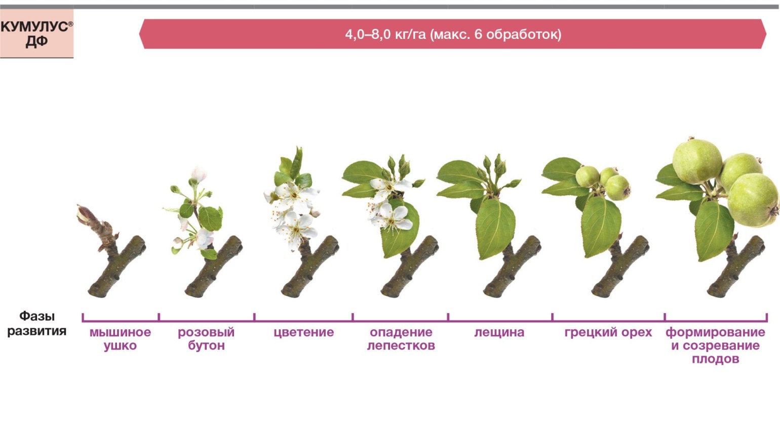 Вегетация яблони фото